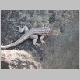 Galapagos 490.jpg